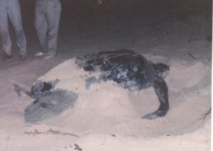 Nesting leatherback sea turtle - Culebra, PR 1987